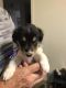 Collie Puppies for sale in Santa Anna, TX 76878, USA. price: NA