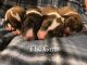 Collie Puppies for sale in Winthrop, MN 55396, USA. price: $500