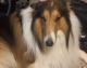 Collie Puppies for sale in South Lyon, MI 48178, USA. price: $850