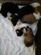 Collie Puppies for sale in Williamsport, OH 43164, USA. price: $25,000