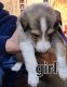 Collie Puppies for sale in Amesville, OH 45711, USA. price: $475