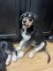Collie Puppies for sale in Tooele, UT 84074, USA. price: NA