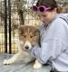 Collie Puppies for sale in Spearfish, SD, USA. price: $500