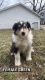 Collie Puppies for sale in Schoolcraft, MI 49087, USA. price: $550