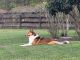Collie Puppies for sale in Gainesville, FL, USA. price: NA