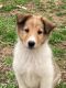 Collie Puppies for sale in Hopkinsville, KY, USA. price: $250