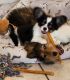 Collie Puppies for sale in Land O' Lakes, FL 34639, USA. price: $500