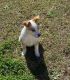 Collie Puppies for sale in Fayetteville, NC, USA. price: NA