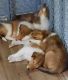 Collie Puppies for sale in The Woodlands, TX, USA. price: $1,500