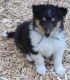 Collie Puppies for sale in South Haven, MI 49090, USA. price: NA