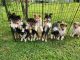 Collie Puppies for sale in Mt Airy, NC 27030, USA. price: $700