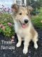 Collie Puppies for sale in Munfordville, KY 42765, USA. price: NA