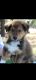 Collie Puppies for sale in Copperas Cove, TX, USA. price: $900