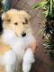 Collie Puppies for sale in Davistown NSW 2251, Australia. price: $1,750
