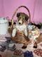 Collie Puppies for sale in Oregon City, OR 97045, USA. price: $750