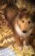 Collie Puppies for sale in Gainesville, FL, USA. price: NA