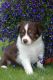 Collie Puppies for sale in Des Moines, IA, USA. price: NA