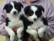Collie Puppies for sale in Madison, WI, USA. price: NA