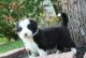 Collie Puppies for sale in Milwaukee, WI, USA. price: NA
