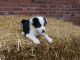 Collie Puppies for sale in Minnesota St, St Paul, MN 55101, USA. price: NA