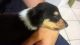 Collie Puppies for sale in Los Angeles, CA, USA. price: $700
