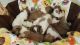Collie Puppies for sale in Smyrna, TN 37167, USA. price: NA