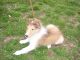 Collie Puppies for sale in Hillsboro, MO 63050, USA. price: $1,800