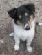 Collie Puppies for sale in Dade City, FL, USA. price: $450