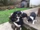 Collie Puppies for sale in Ohio Township, OH, USA. price: NA