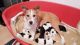 Collie Puppies for sale in Birmingham, AL, USA. price: NA