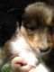 Collie Puppies for sale in Springdale, AR 72764, USA. price: $300