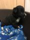 Collie Puppies for sale in OR-99W, McMinnville, OR 97128, USA. price: $500