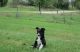 Collie Puppies for sale in Los Angeles, CA, USA. price: $500