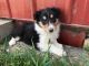 Collie Puppies for sale in Canton, OH, USA. price: NA