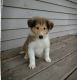 Collie Puppies for sale in New York, NY, USA. price: NA