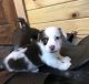 Collie Puppies for sale in Pittsburgh, PA 15255, USA. price: NA