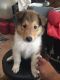 Collie Puppies for sale in Menifee, CA, USA. price: $550