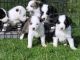 Collie Puppies for sale in Oklahoma City, OK, USA. price: NA