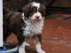 Collie Puppies for sale in New York, NY, USA. price: NA