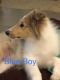 Collie Puppies for sale in Westminster, SC 29693, USA. price: NA