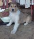 Collie Puppies for sale in Houston, TX, USA. price: $400