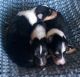 Collie Puppies for sale in Wilmington, IL 60481, USA. price: $1,200