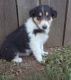 Collie Puppies for sale in Houston, TX, USA. price: $400