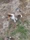 Collie Puppies for sale in East Rutherford, NJ, USA. price: NA