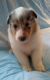 Collie Puppies for sale in Oriental, NC 28571, USA. price: $1,000