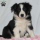 Collie Puppies for sale in Canal Winchester South Rd, Canal Winchester, OH 43110, USA. price: NA