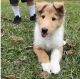 Collie Puppies for sale in Boston, MA 02114, USA. price: $600