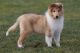 Collie Puppies for sale in Danville, PA 17821, USA. price: NA