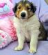 Collie Puppies for sale in Nashville, TN 37219, USA. price: $600