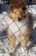 Collie Puppies for sale in Hartford, CT 06104, USA. price: NA